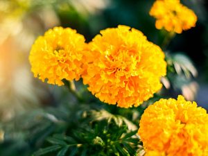Growing Golden Marigold Flowers