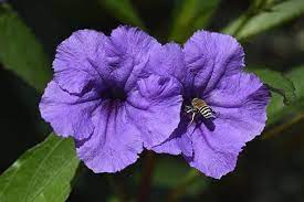 How to Care for Mexican Petunias