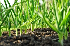 How to Grow Garlic Outdoor