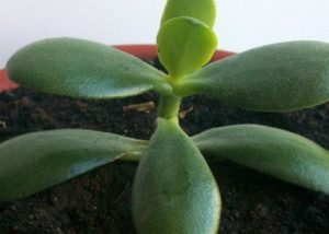 How To Grow Jade Plant