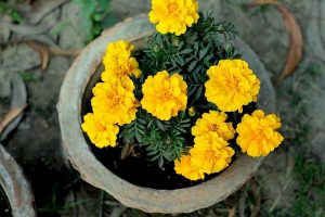 How To Grow Marigold From Seeds