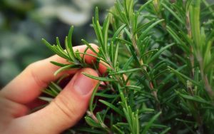 How To Harvest Rosemary