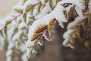 How to Prepare Trees For Snow
