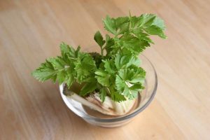 How to Regrow Parsley From Scraps