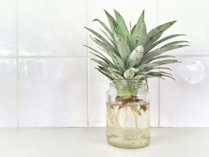 How to Regrow Pineapple