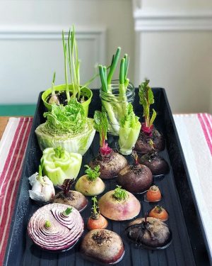 How to Regrow Vegetables