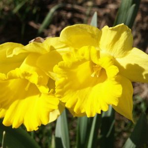 Planting of Daffodils
