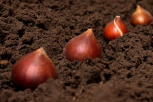 Tulip Bulbs Soil Planting
