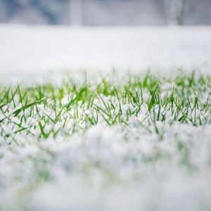 Ways To Use Snowblower On Grass