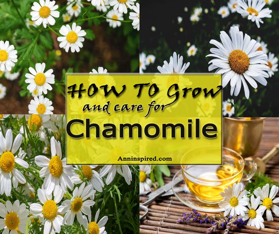 How to Grow and Care For Chamomile Outdoors
