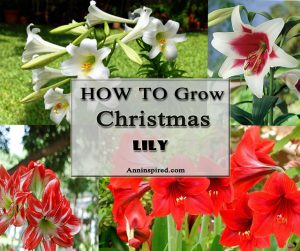 How To Grow And Care For Christmas Lily 940x788