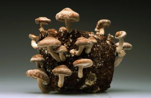 Growing Button Mushrooms