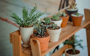 Indoors Gardening For Beginners