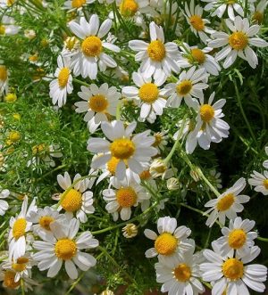 Soil For Grow Chamomile