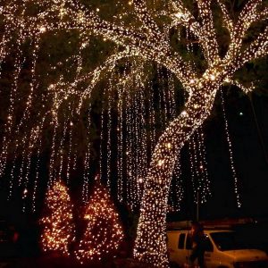 Wrapping Outdoor Trees With Lights